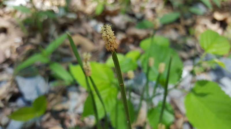 Glades Spikerush photo 6