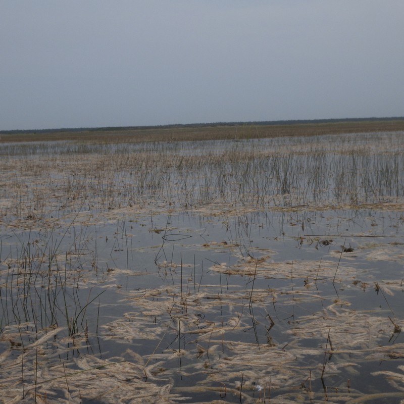 Gulf Coast Spikerush photo 6