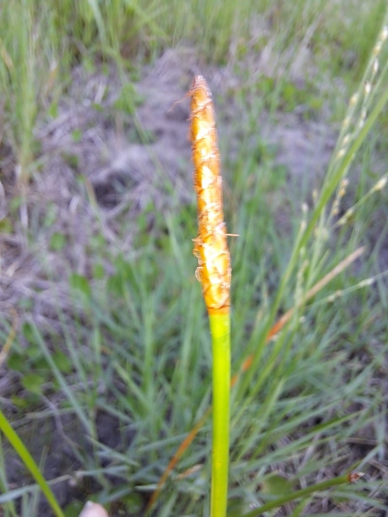 Gulf Coast Spikerush photo 7