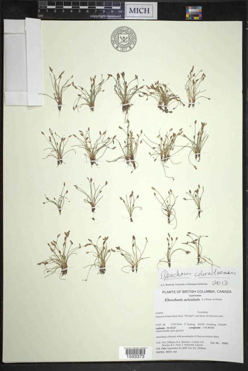 Eleocharis coloradoensis