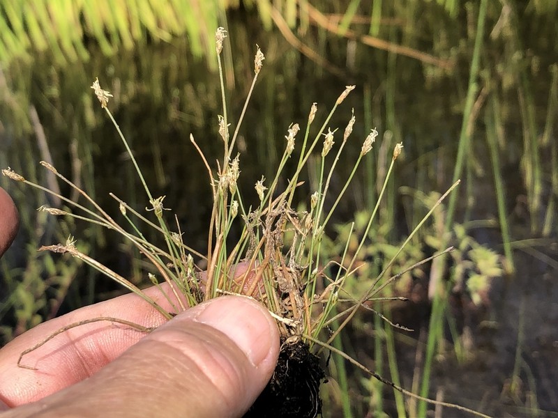 Eleocharis coloradoensis photo 2