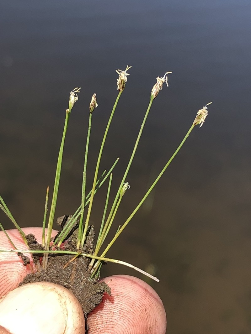 Eleocharis coloradoensis photo 3