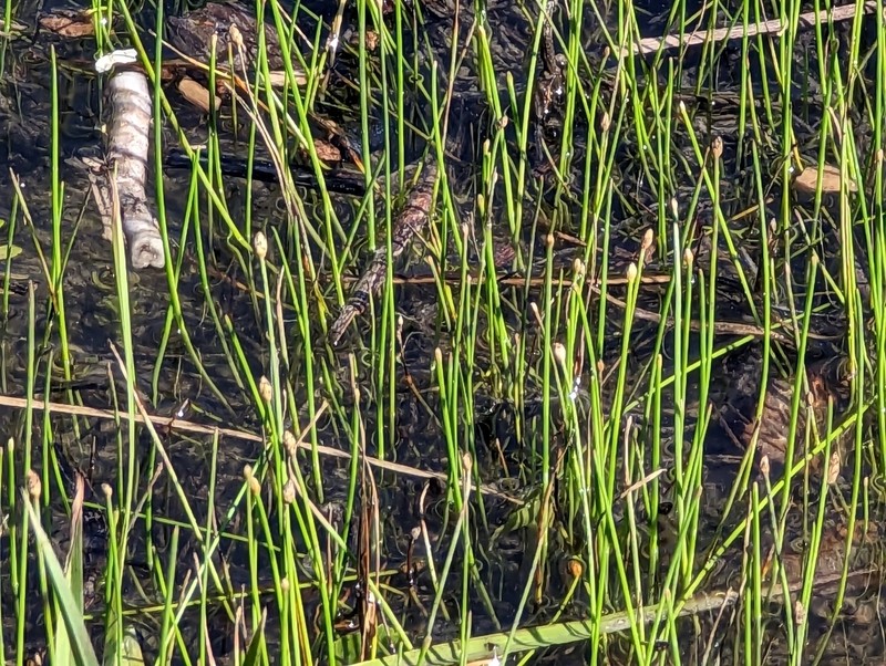 Eleocharis coloradoensis photo 4