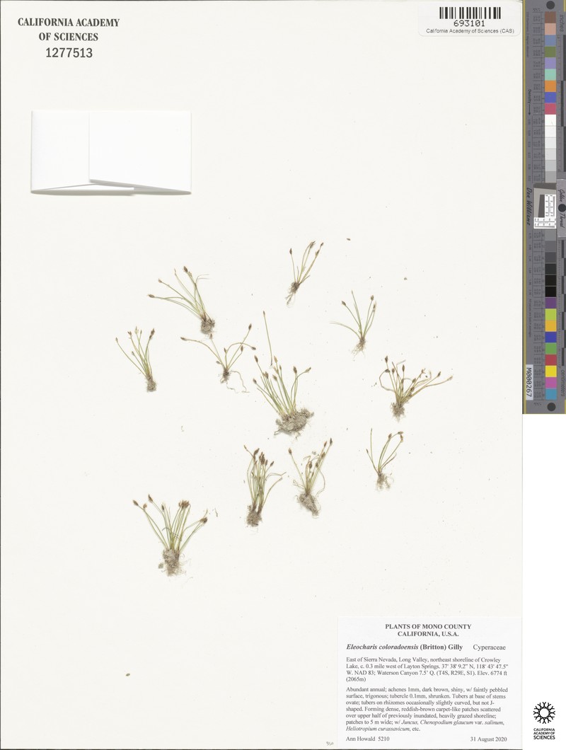 Eleocharis coloradoensis photo 5