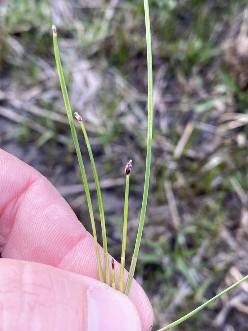 Flatstem Spikerush photo 3
