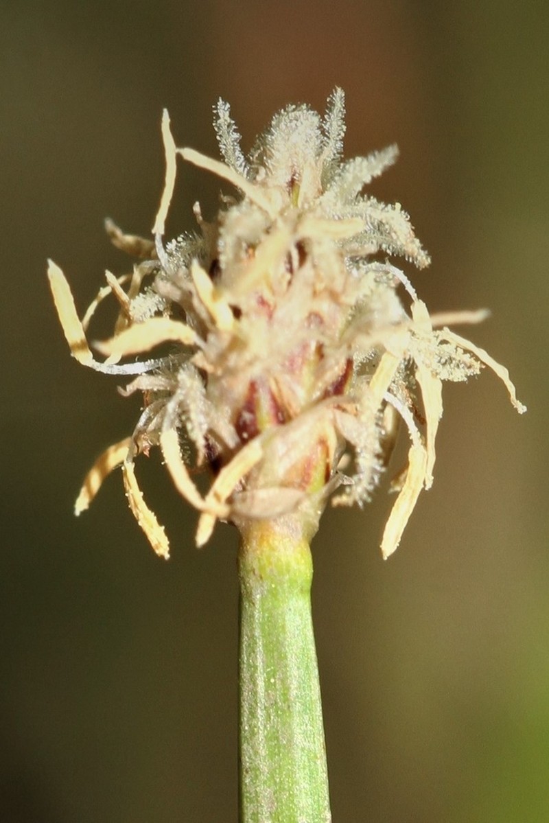 Flatstem Spikerush photo 4