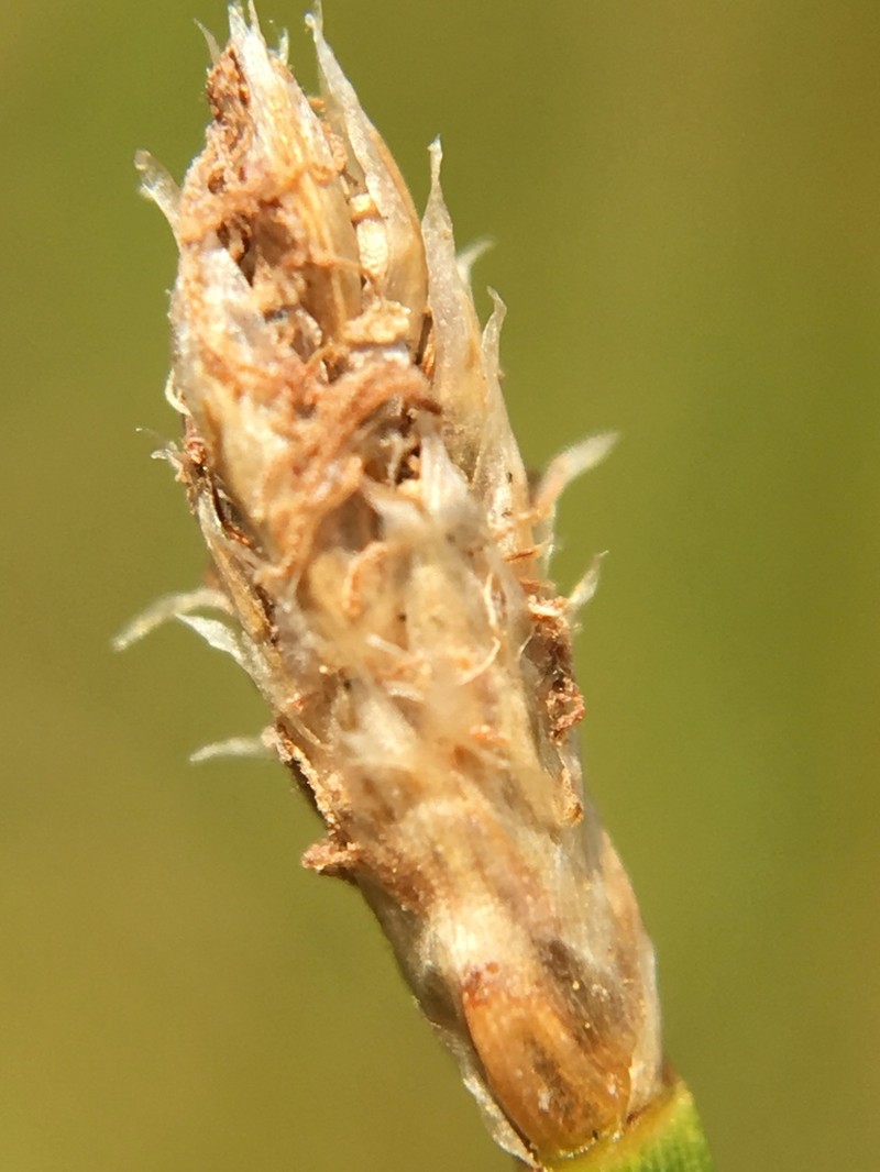 Flatstem Spikerush photo 5