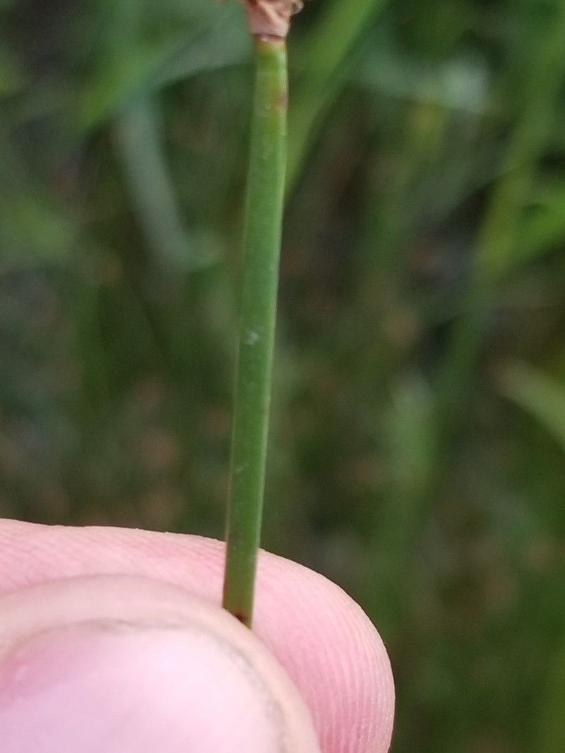 Flatstem Spikerush photo 7