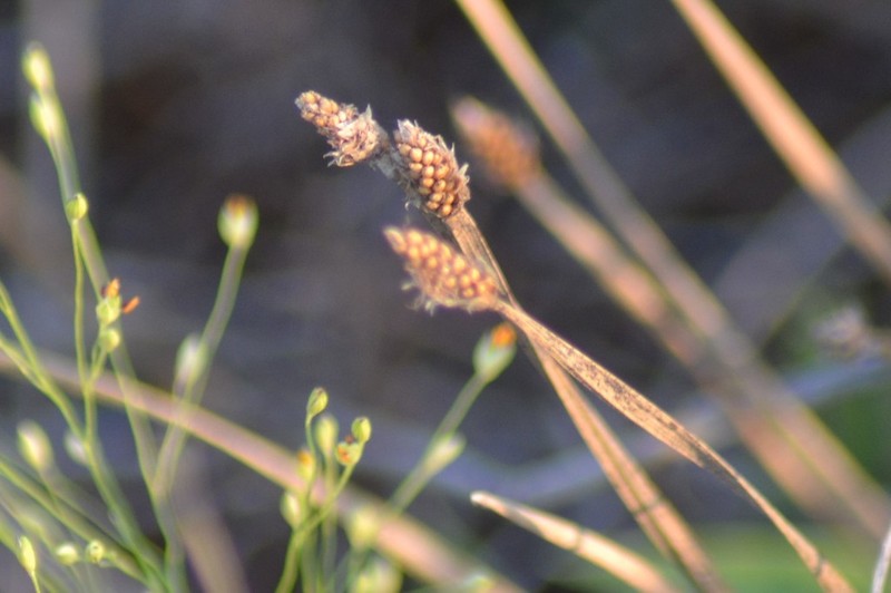 Flatstem Spikerush photo 8