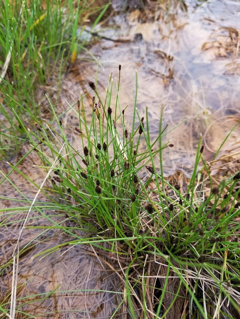 Eleocharis compressa var. acutisquamata