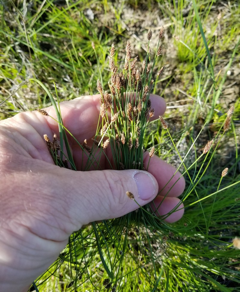 Eleocharis compressa var. acutisquamata photo 2