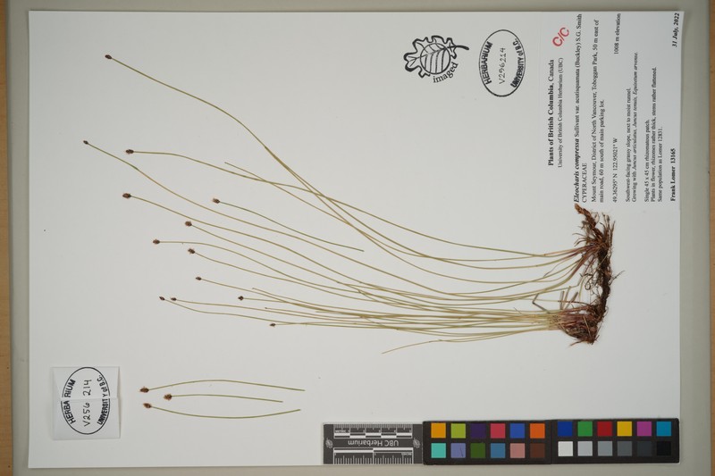 Eleocharis compressa var. acutisquamata photo 3