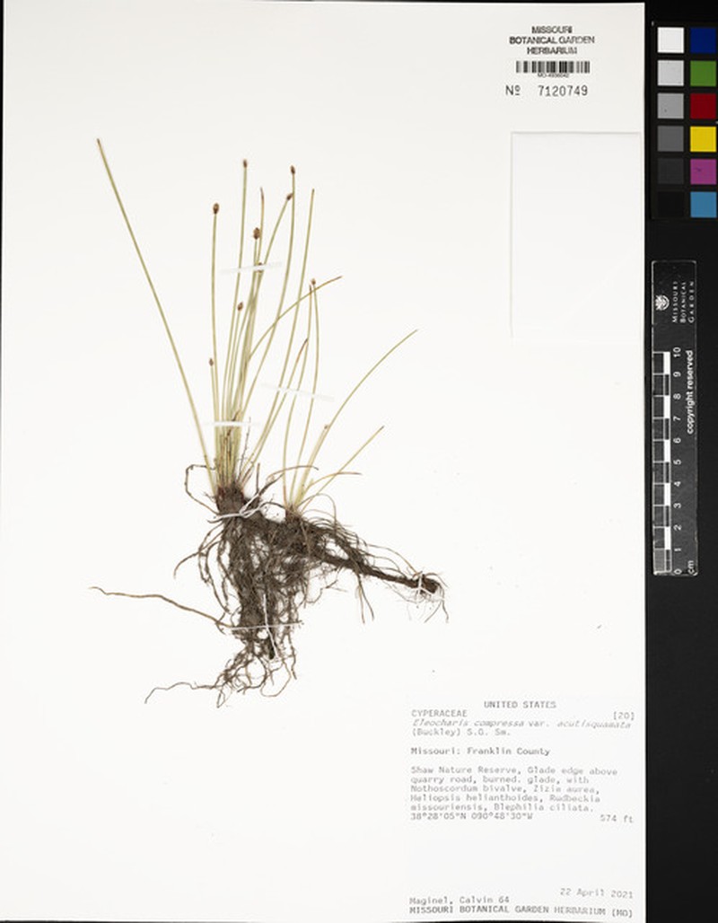 Eleocharis compressa var. acutisquamata photo 4