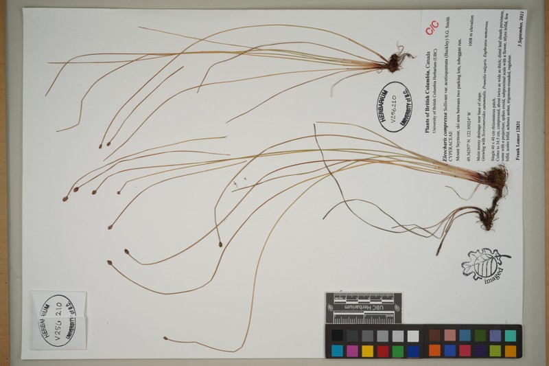 Eleocharis compressa var. acutisquamata photo 5