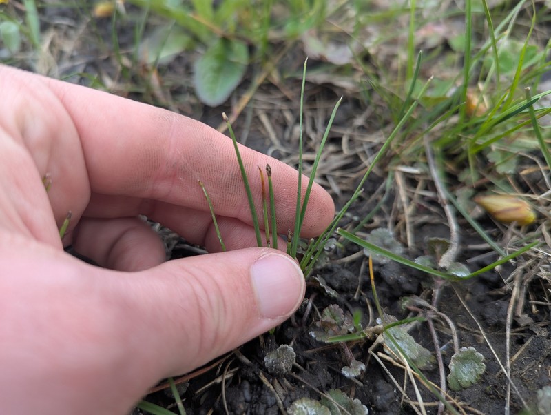 Eleocharis compressa var. compressa