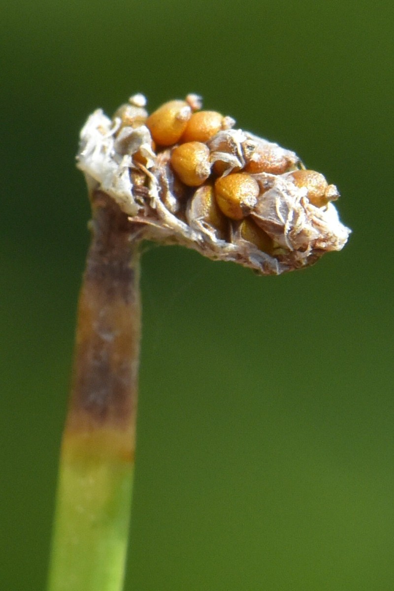 Eleocharis compressa var. compressa photo 2
