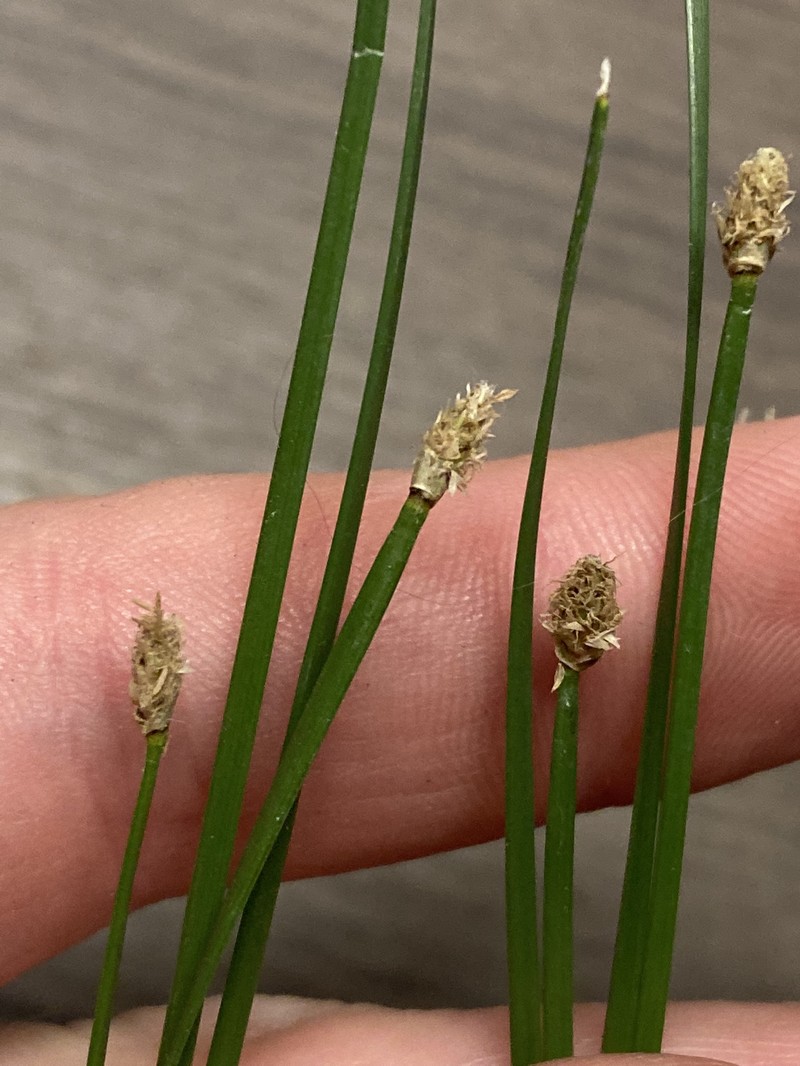 Eleocharis compressa var. compressa photo 3