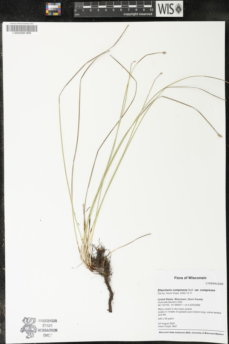 Eleocharis compressa var. compressa photo 4