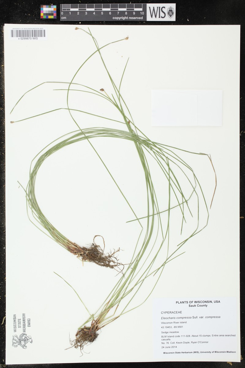 Eleocharis compressa var. compressa photo 5