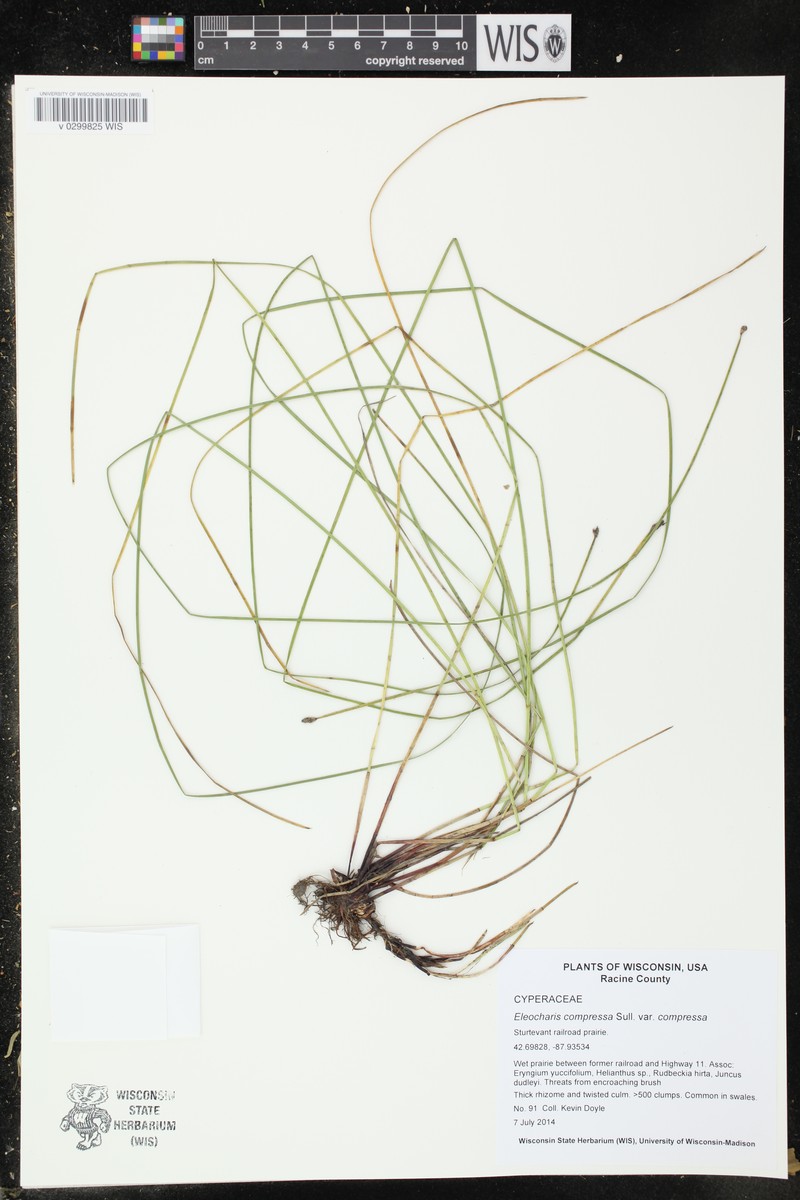 Eleocharis compressa var. compressa photo 6
