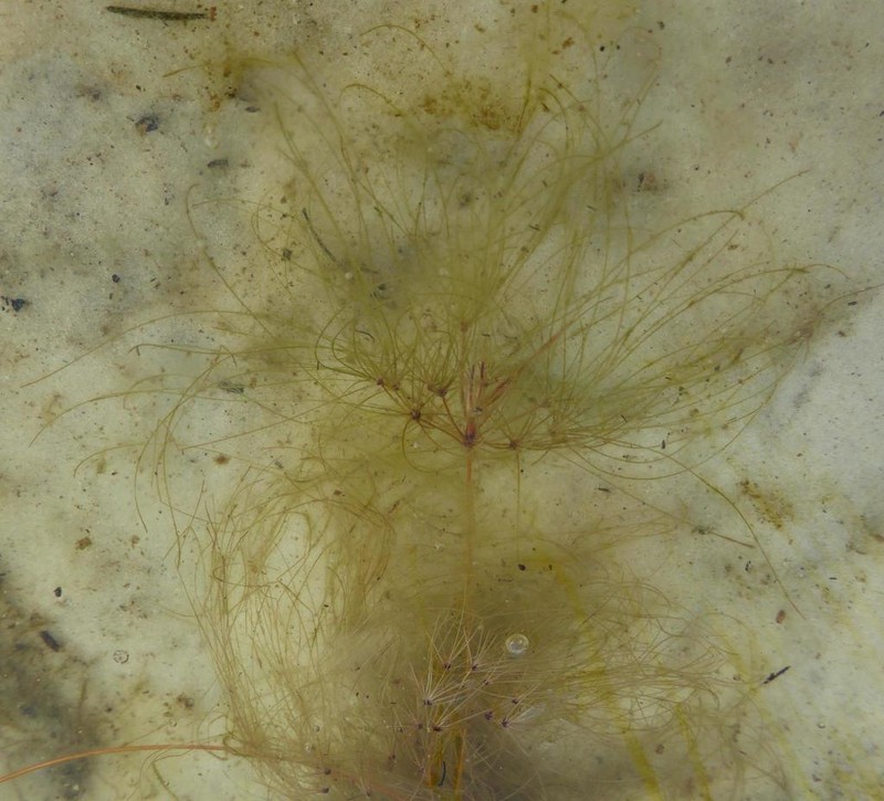 Algal Bulrush
