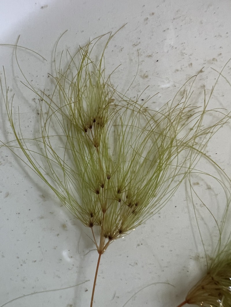 Algal Bulrush photo 2