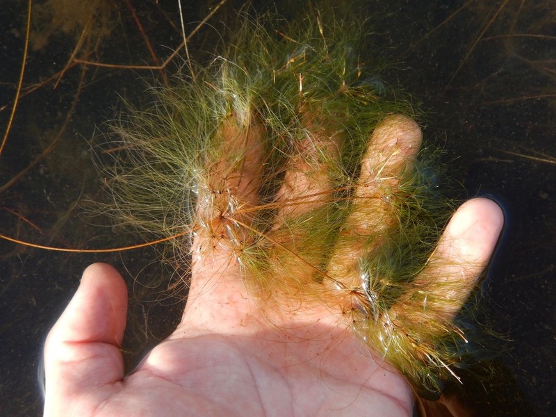 Algal Bulrush photo 3