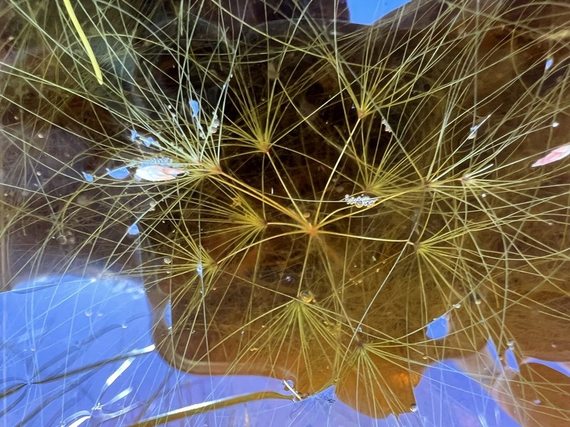 Algal Bulrush photo 4