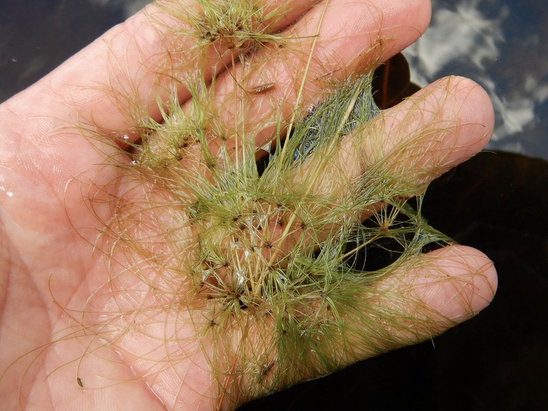 Algal Bulrush photo 5
