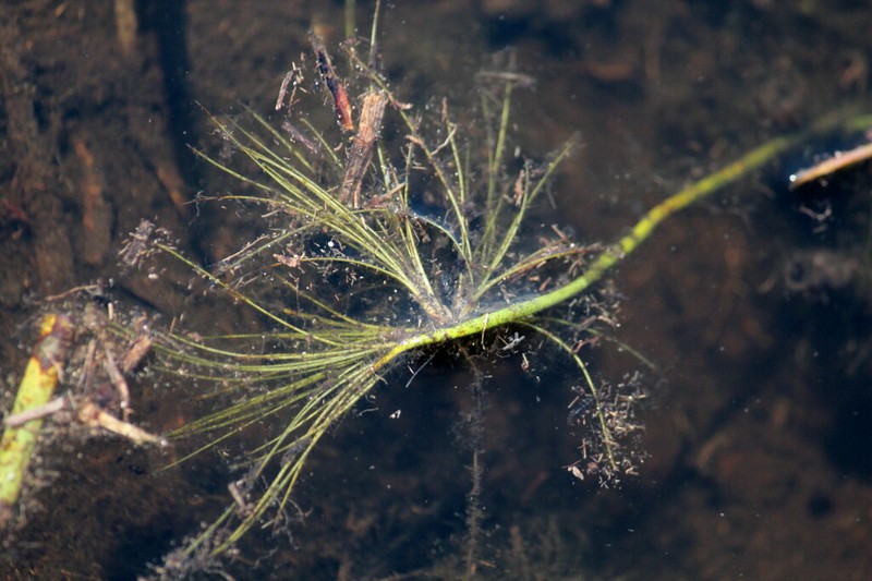Algal Bulrush photo 6