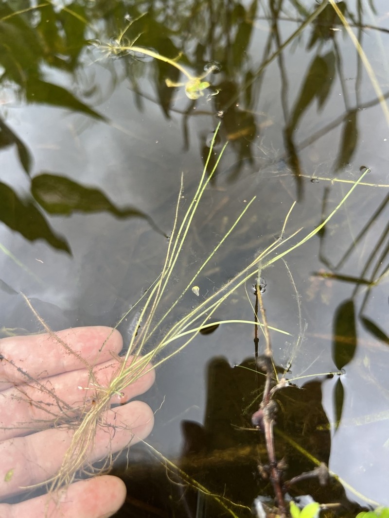 Algal Bulrush photo 7