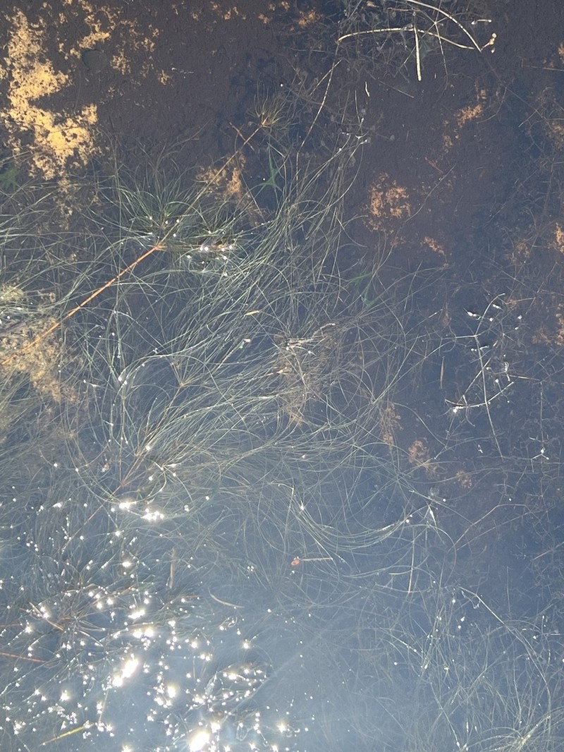 Algal Bulrush photo 8