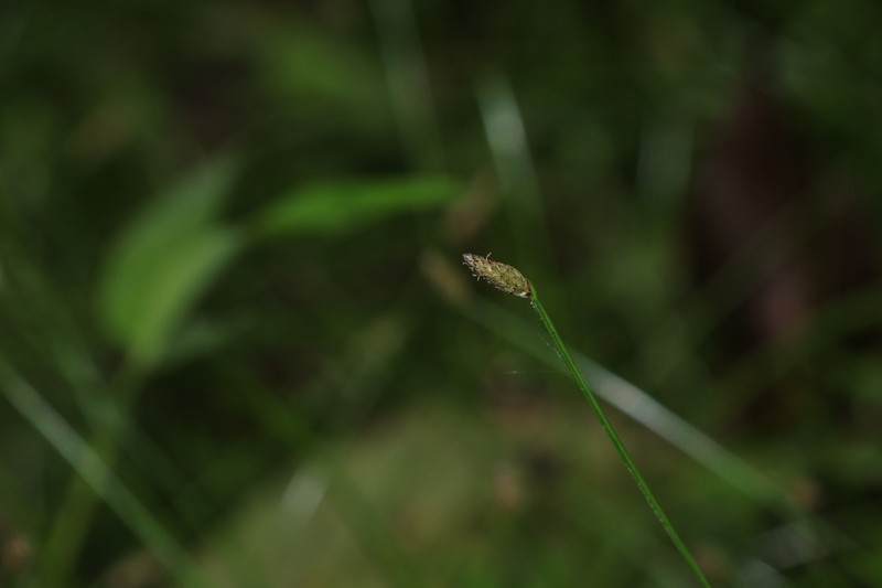 Eleocharis congesta var. japonica