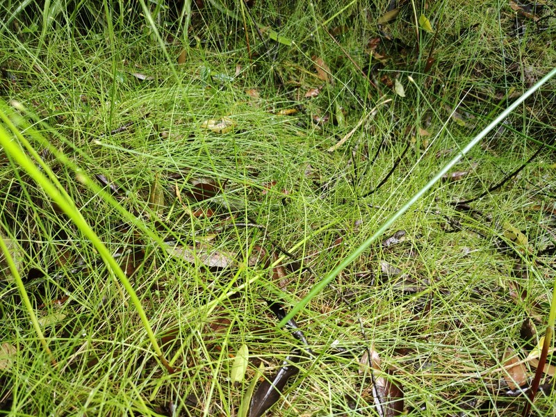 Eleocharis congesta var. japonica photo 2