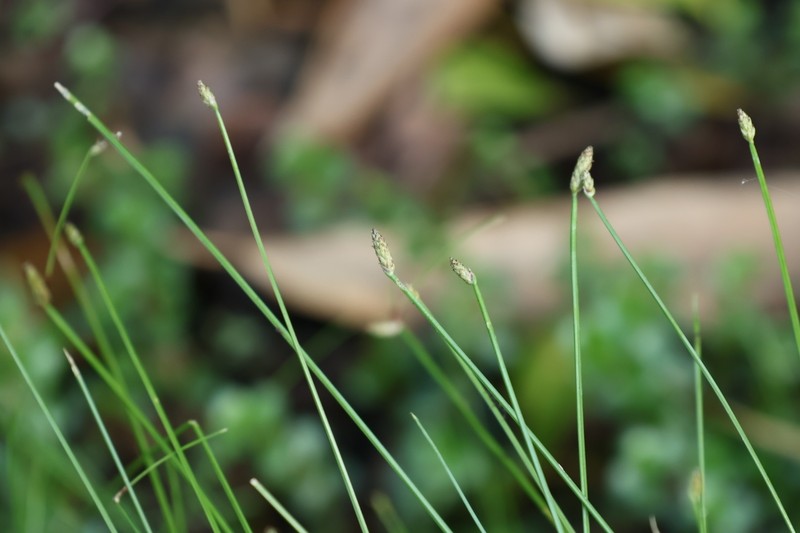 Eleocharis congesta var. japonica photo 3