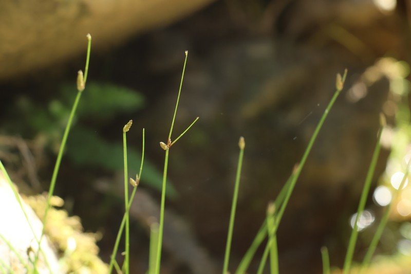Eleocharis congesta var. japonica photo 4