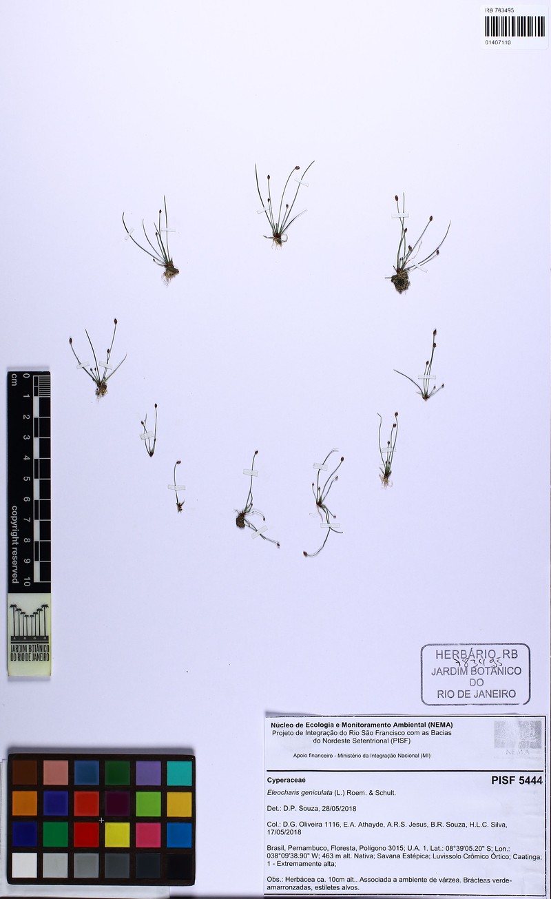 Sintenis' Spike-Rush photo 2