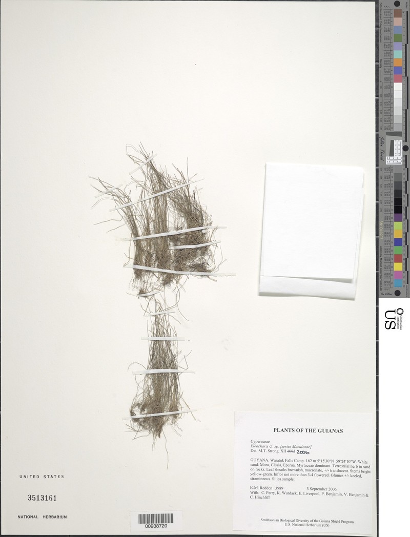 Sintenis' Spike-Rush photo 4