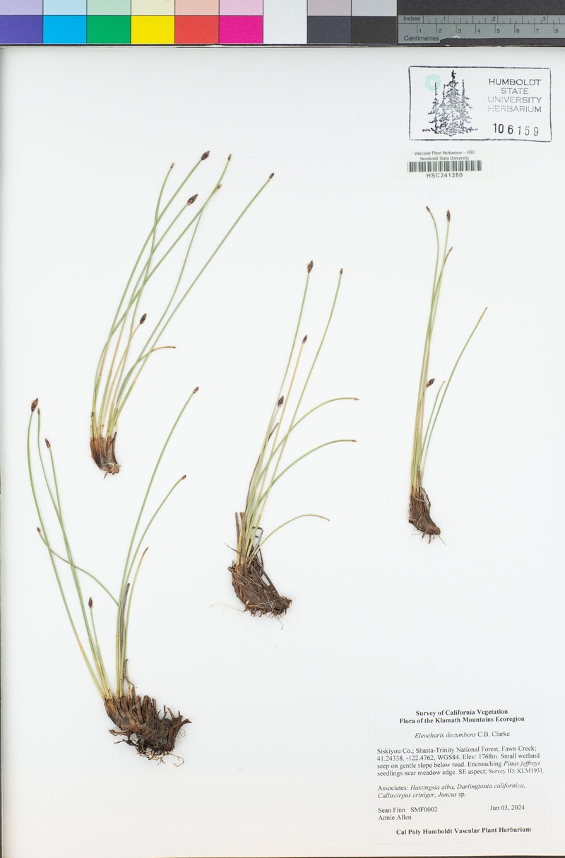 Decumbent Spikerush