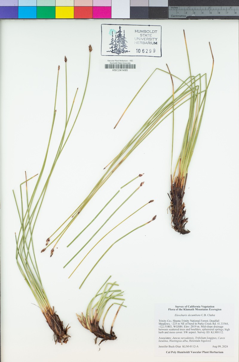 Decumbent Spikerush photo 4