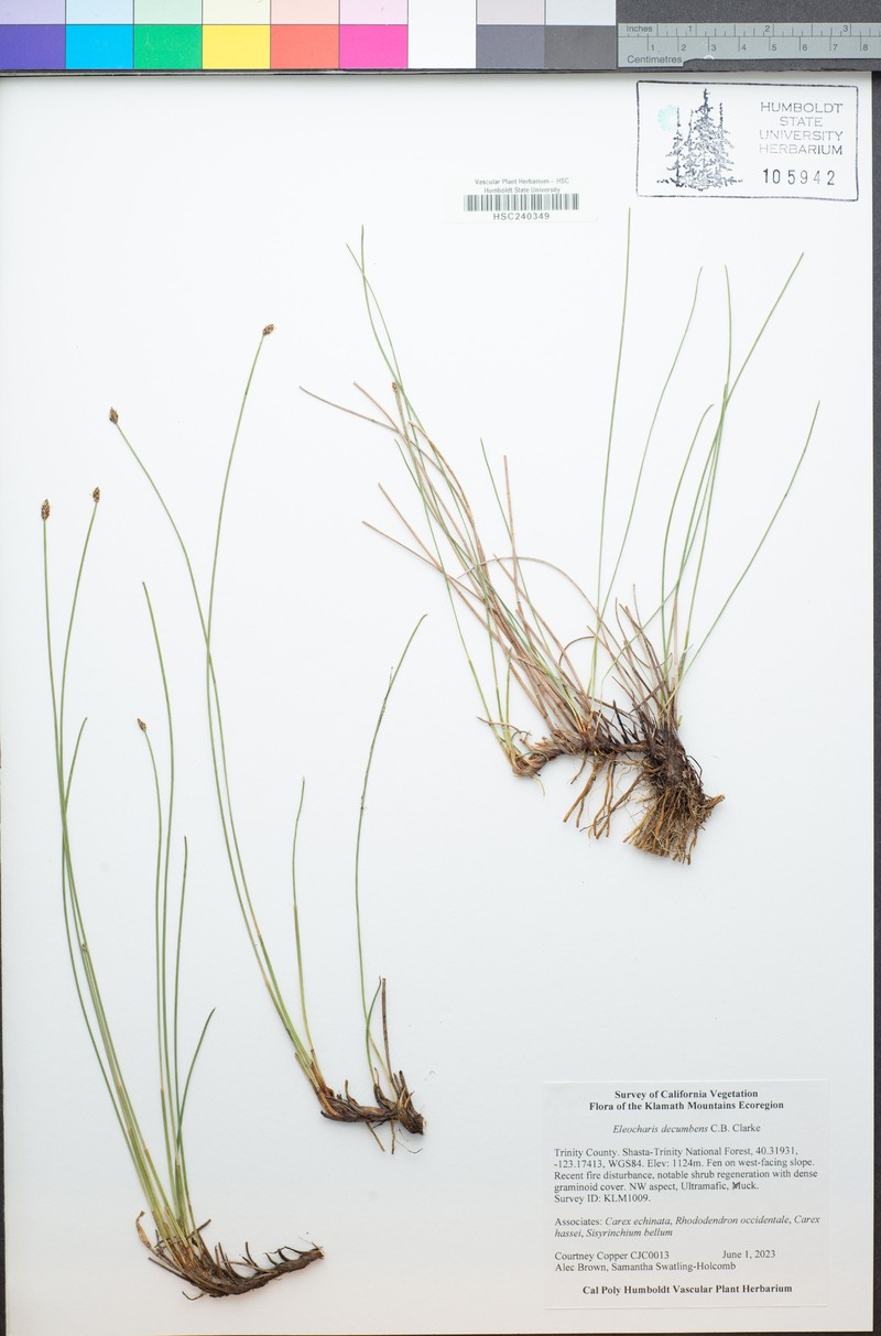 Decumbent Spikerush photo 5