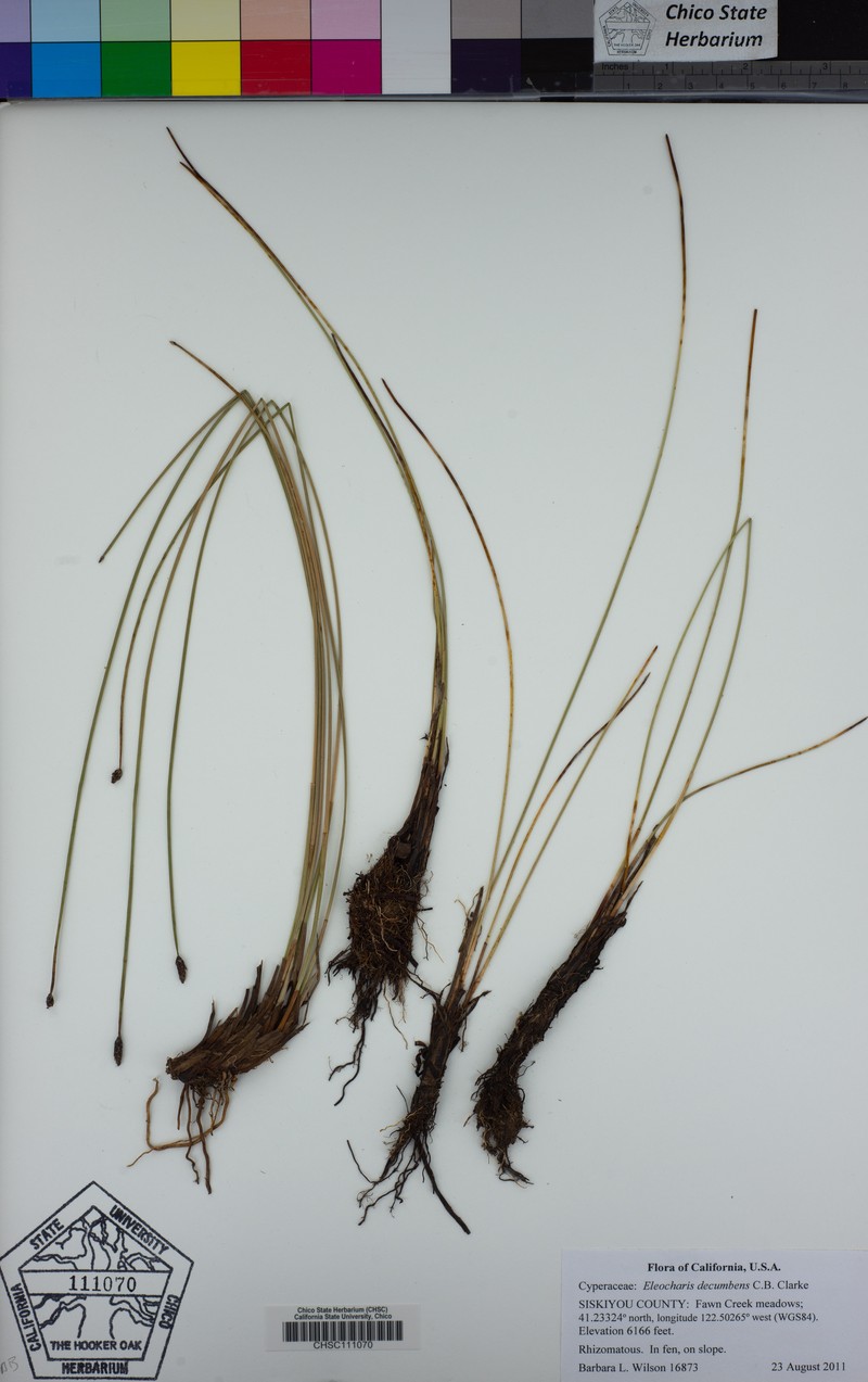 Decumbent Spikerush photo 8