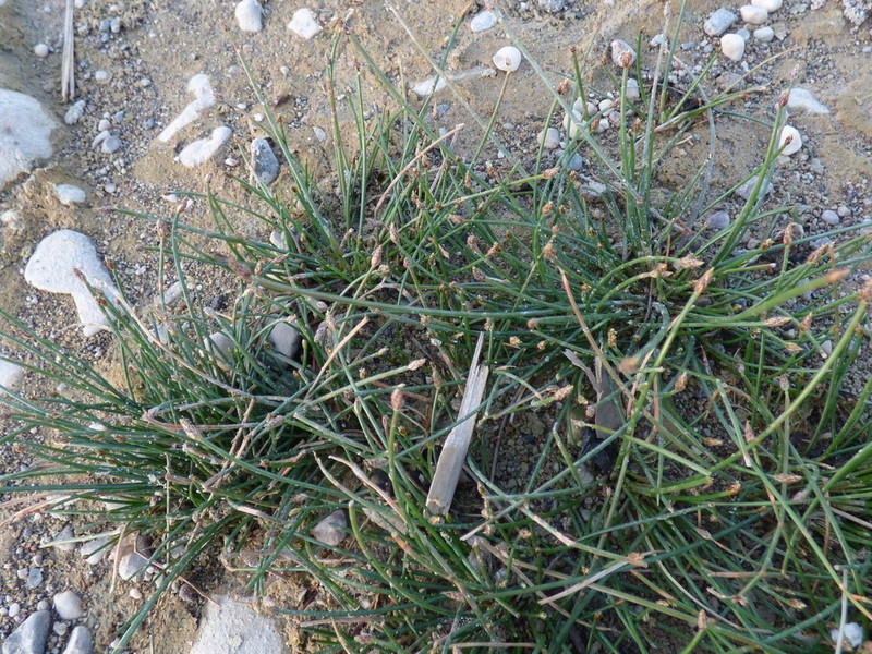 Eleocharis divaricata