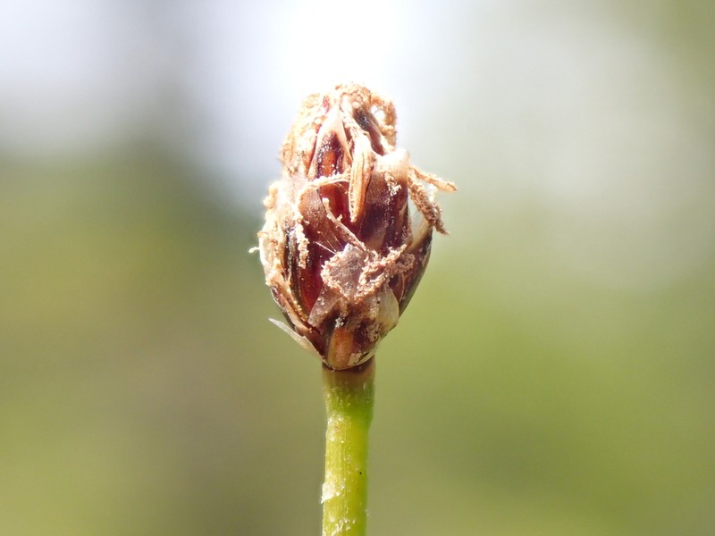Elliptic Spikerush photo 2