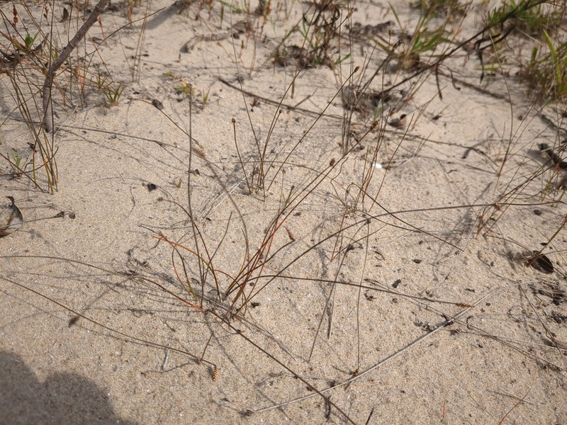 Elliptic Spikerush photo 7