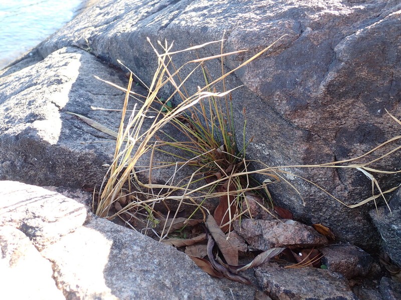 Engelmann's Spikerush photo 3