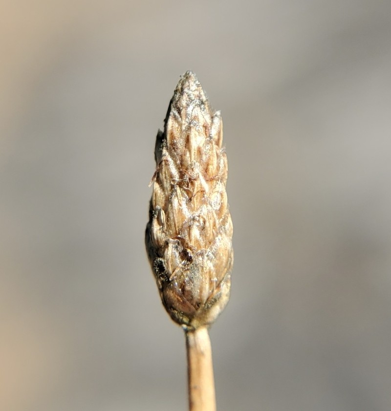 Engelmann's Spikerush photo 8