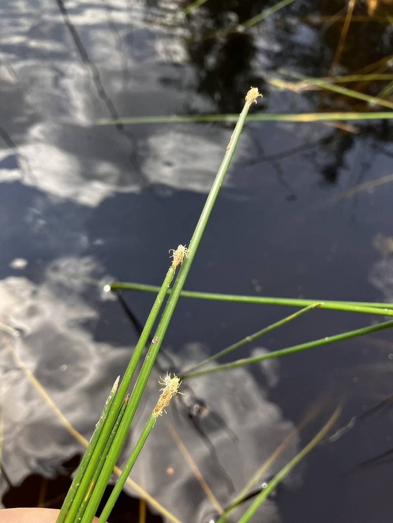 Jointed Spikesedge