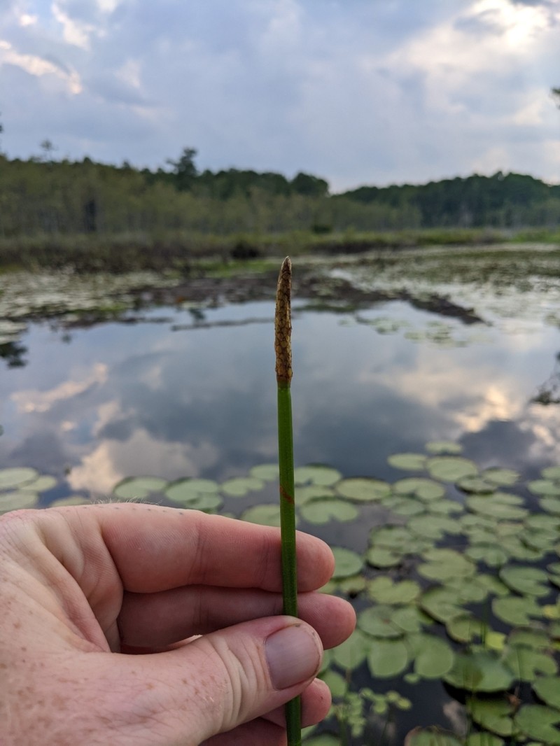 Jointed Spikesedge photo 2