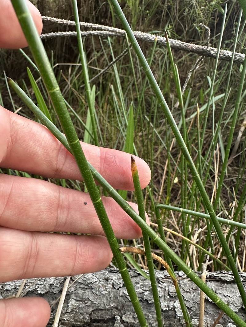 Jointed Spikesedge photo 3